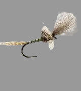 Cripple - Callibaetis