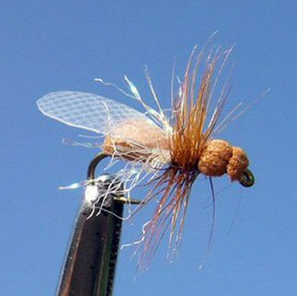 Flying Ant - Cinnamon