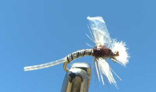 Hatching Midge - Grey