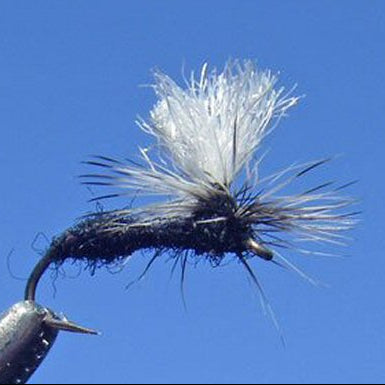 Parachute Ant - Black