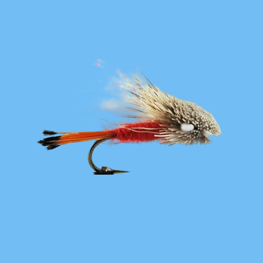 Turk's Tarantula - Red